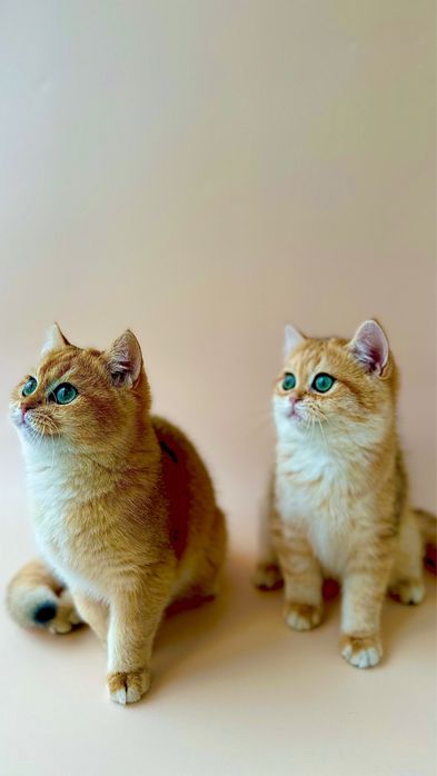 Котенок британской породы окрас Шиншилла 3 мес