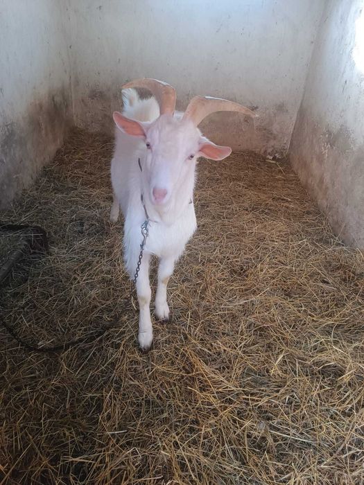 Vând țap de un an