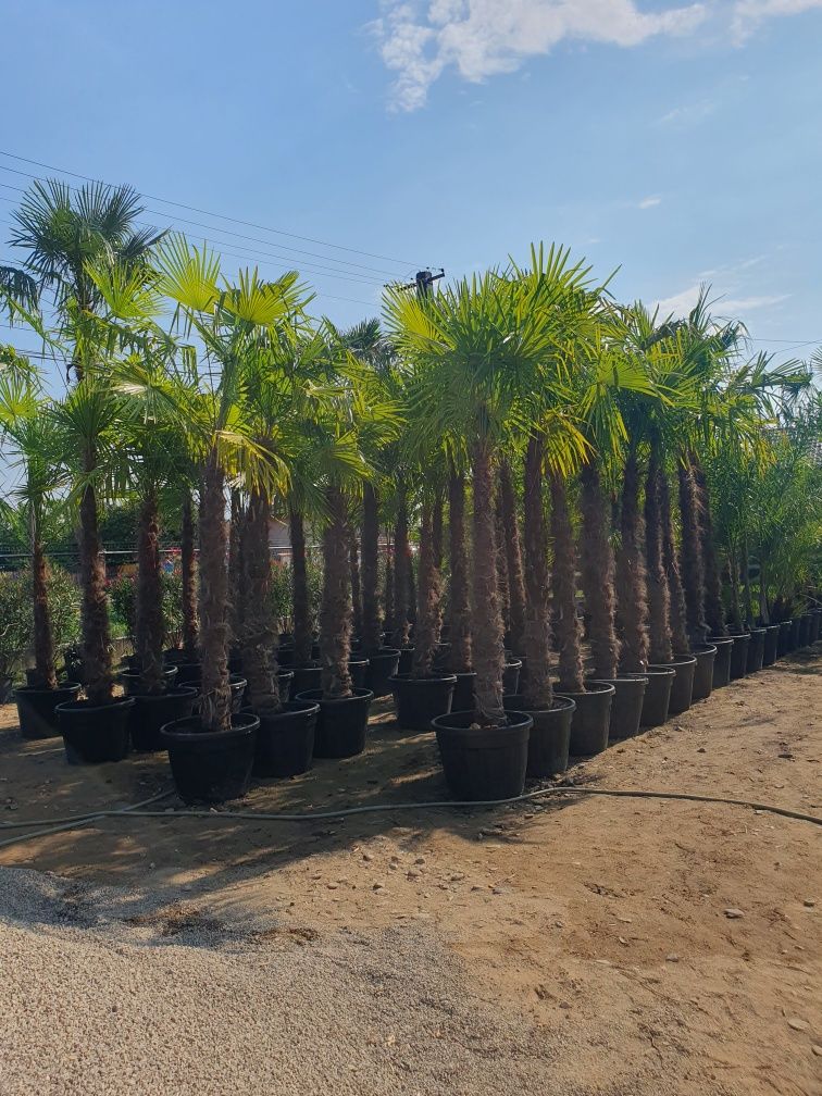 Plante exotice ( palmieri Trachycarpus Fortunei 3m - 4m )