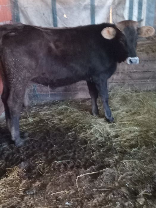 Vând doua vitele  brune