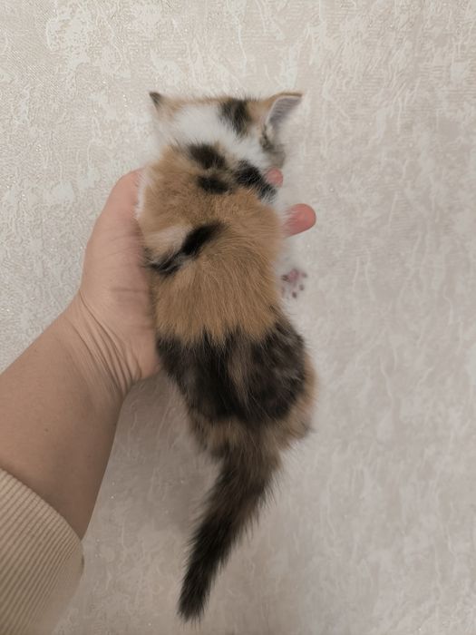 Котята бесплатно г.Шу