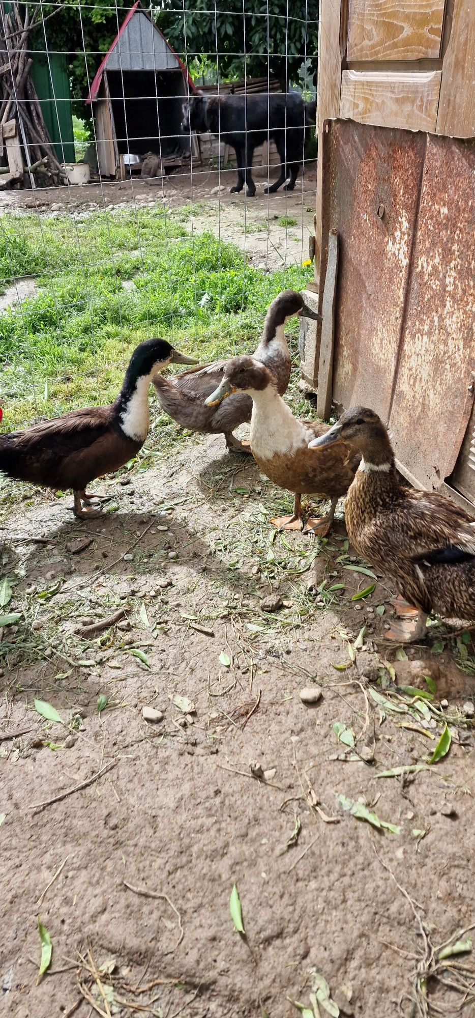 Familie rațe românești