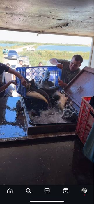 Tirik Baliq Xorazmdan Toshkentga