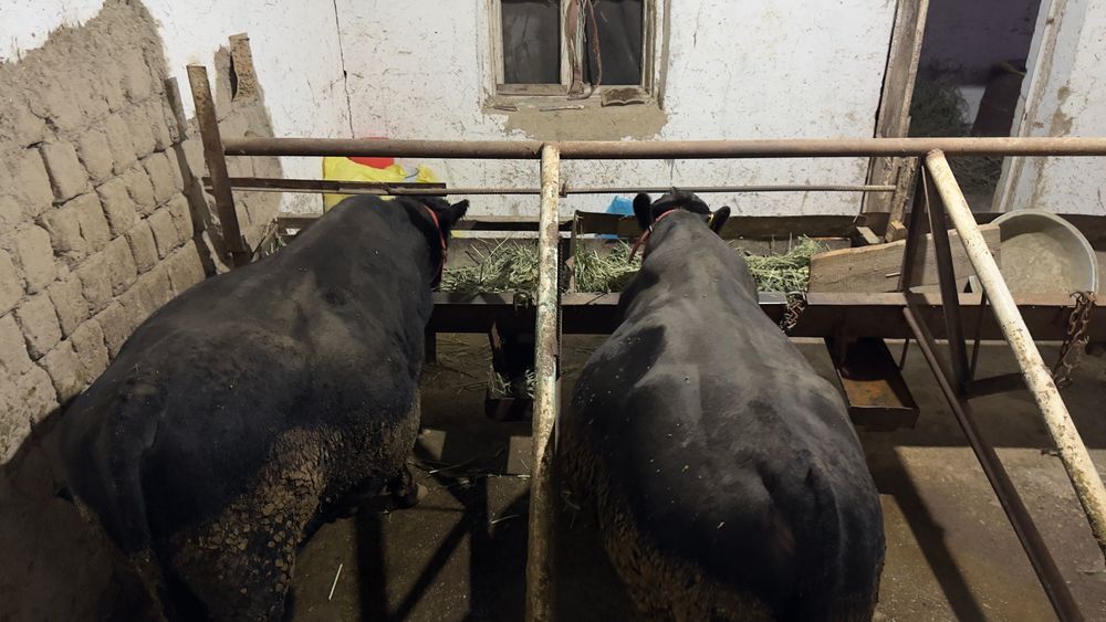 Aberdin Angus altayski