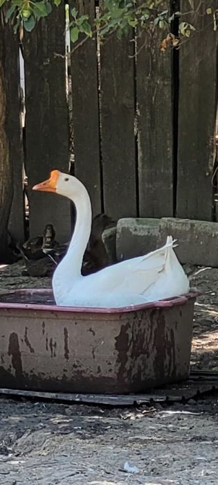 Gascan chinezesc alb rasa pura 2024 / gaste chinezesti