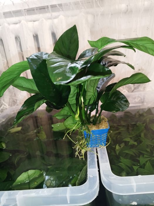 Anubias gigant sort
