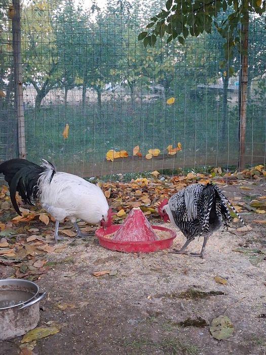 Vând  cocoși si gaini Brakel outoare