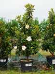 Magnoliya Магнолия Little gem Грандифлора