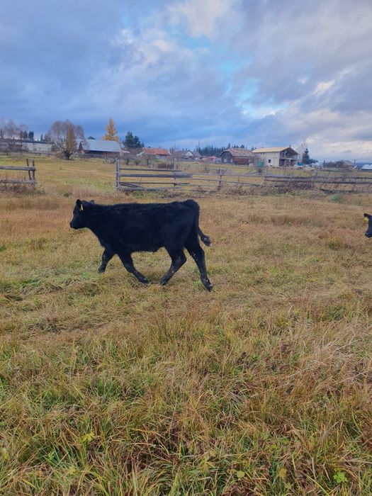 Vitele Angus 6-8 luni  de vanzare