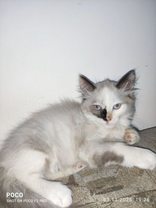 Отдам котенка в добрые руки