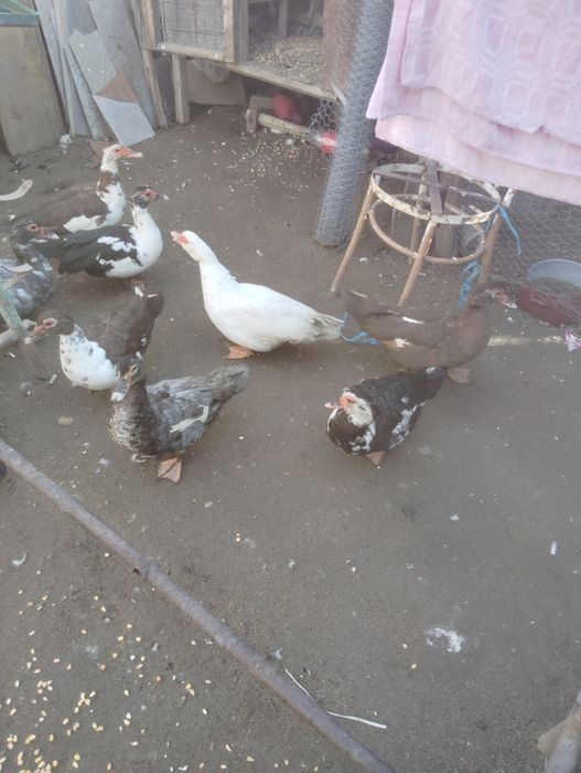 Rate mute ciocolatii și albastre albe