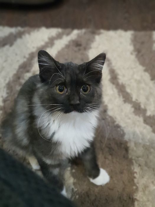 Продам  породистого котенка  курильский бобтейл!Кошечка.