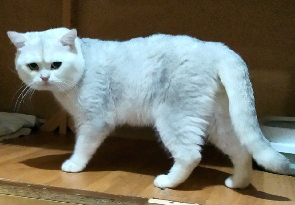 Vyazka uchun erkak