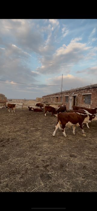 Подсос бұқалар сатылады