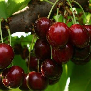 Soiuri cires pe gisela 6