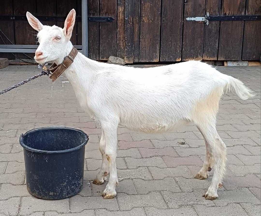 iezi saanen de vanzare