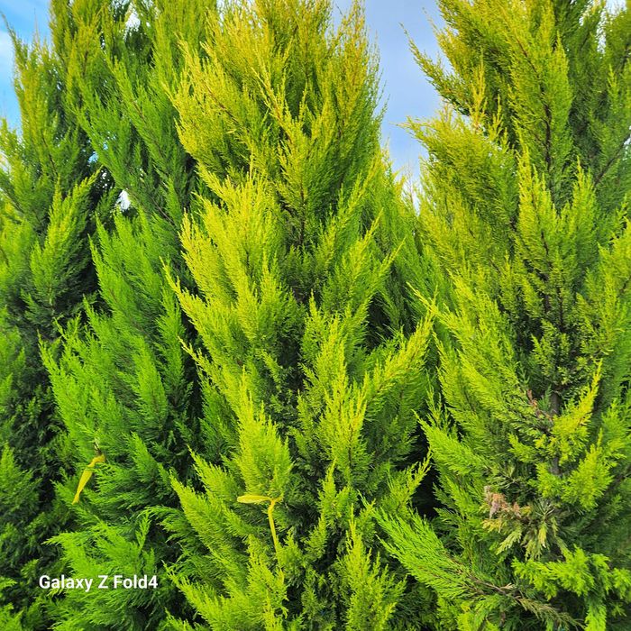 Leylandii, Arizonica, Goldcrest gard viu la ghiveci