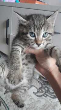 Котенок очень красивый голубые глазки