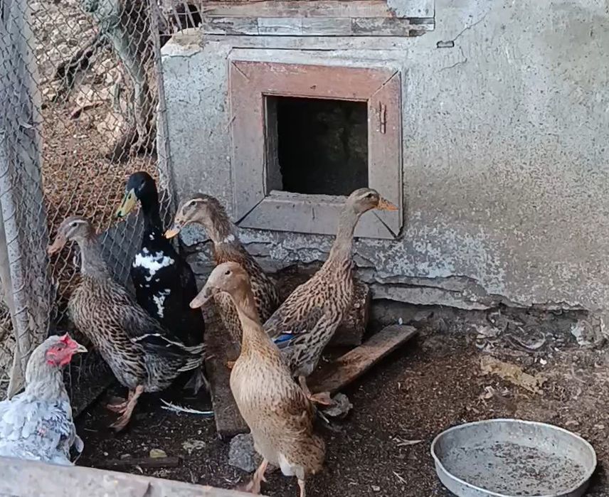 Млади пауни и сребърни фазани