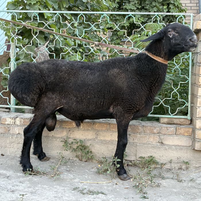 Кучкор сотилади