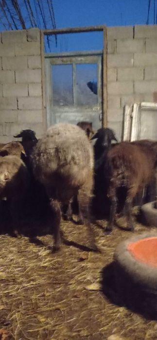 Кучкорлар сотилади зомин, киргиз, эдилбай, арашан