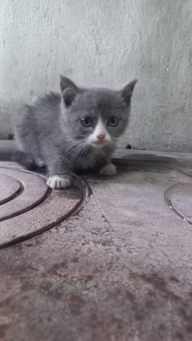 Отдаю симпатичных котят