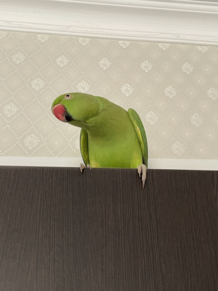 Говорящий Ожереловый попугай