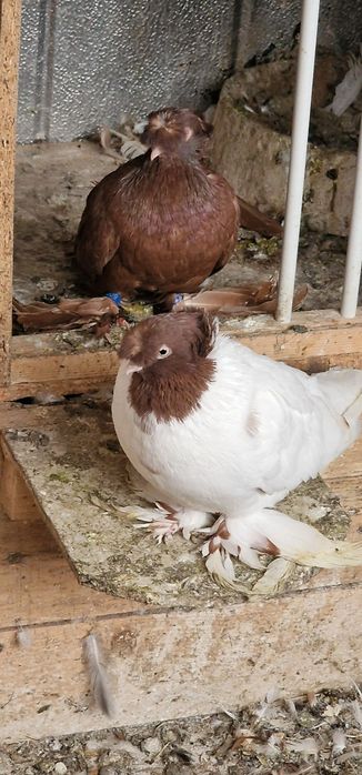 Porumbei calarasi botosani pui indieni