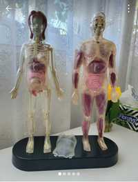 Figurina Corpul uman + pachet de reviste