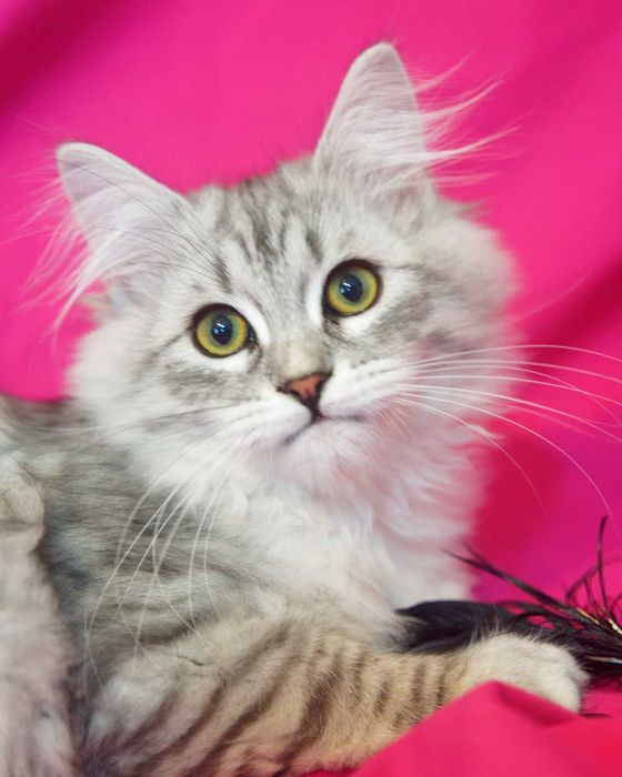 Pisica Siberiana - Felisa Autorizata