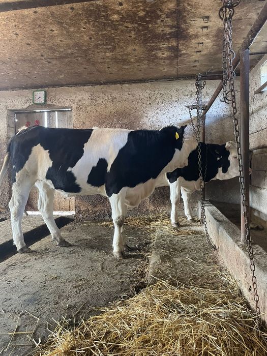 Vând vițele gemelare