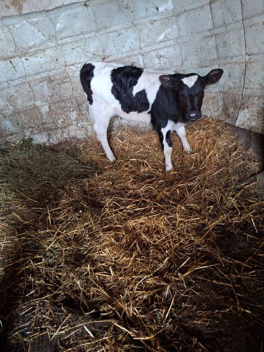 Vând vacă românească