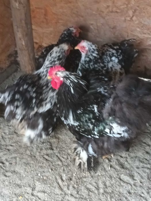 Brahma si cochinchina oua de incubat