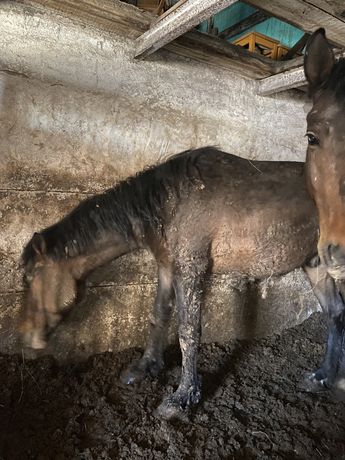Продам жирных лошадей в Атбасаре