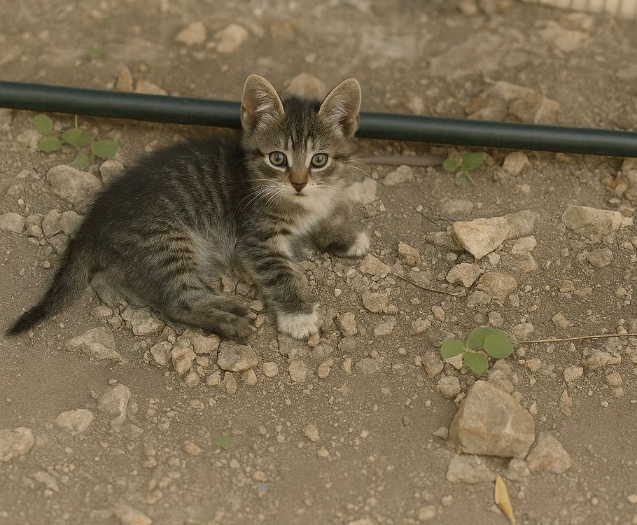 ПОДАРЯВАМ! Коте 3броя