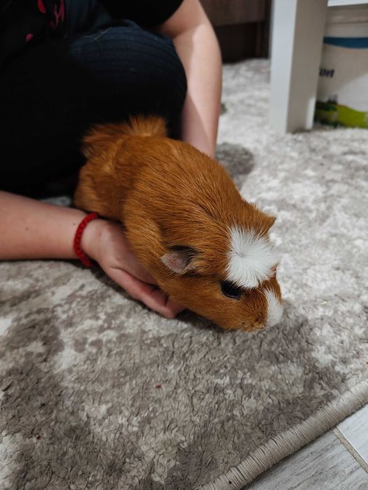 Продавам морски свинчета