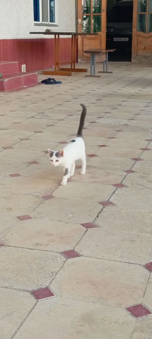 Дам котёнка в добрые руки