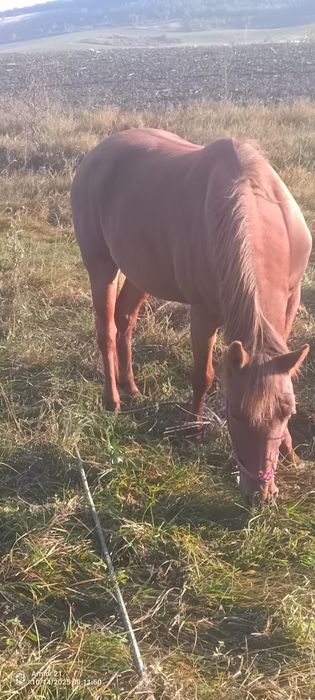 Vând iapa înhămată la căruță sau dehamata