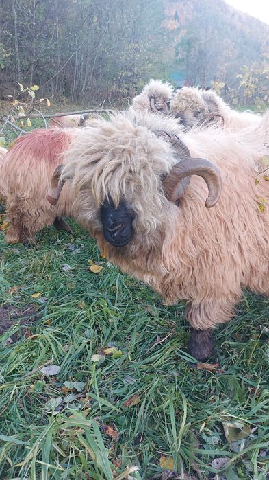 Berbeci bucalai de vânzare