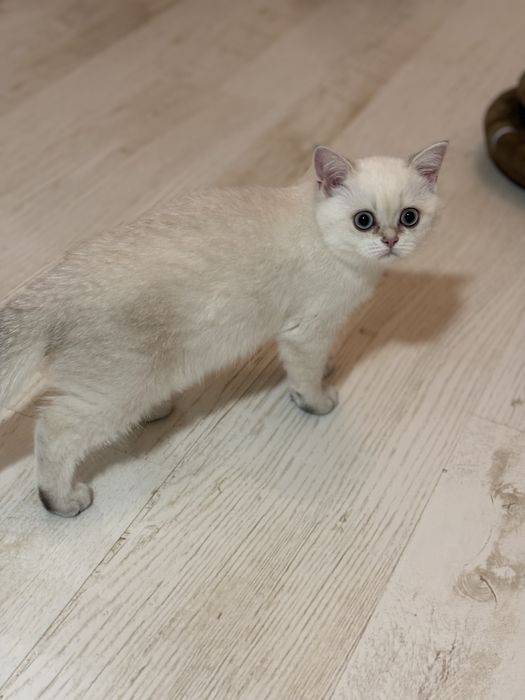 Късокосместа британка златна  чинчила  BRY