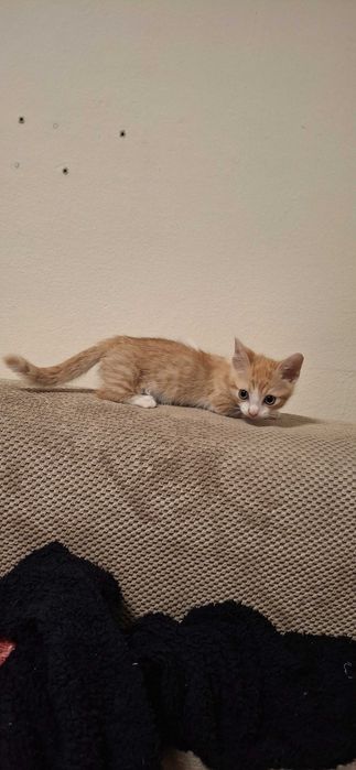 Коте с къси лапички / манчкин