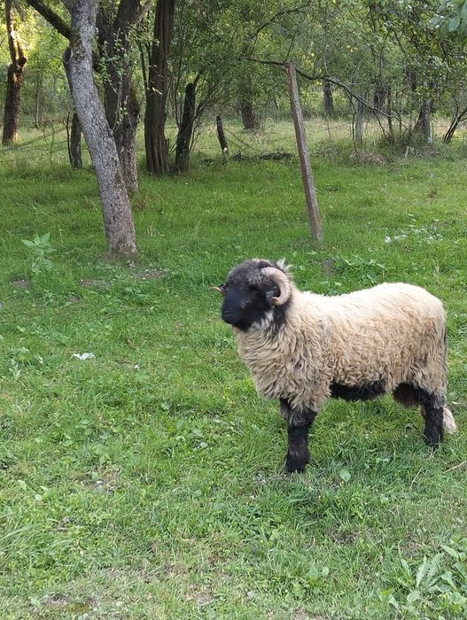 Vând Mior bucălău de Luncani