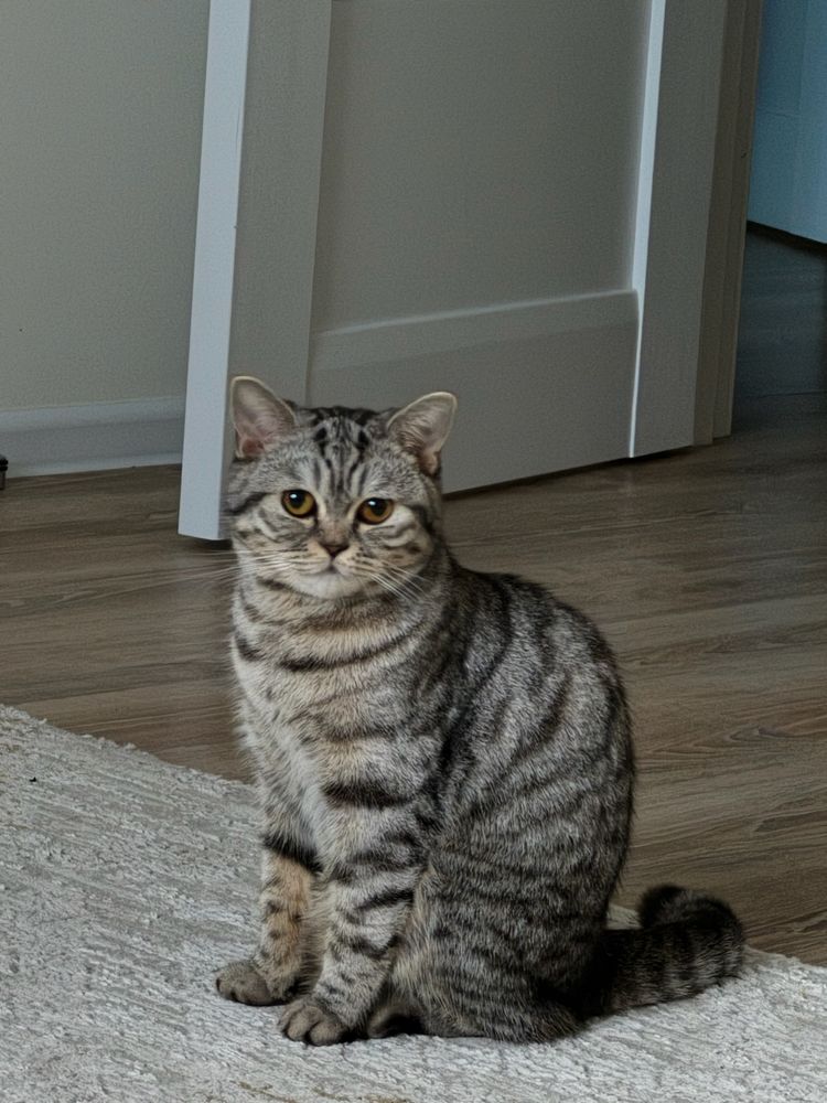 Продам домашную кошку