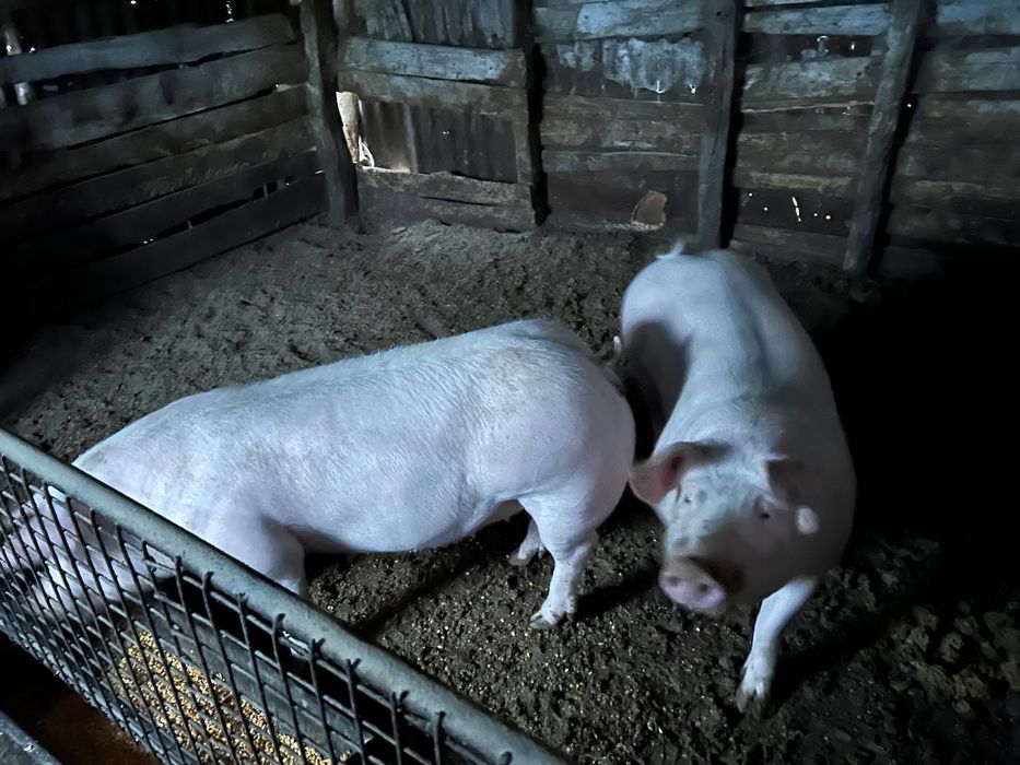 Vând porci grași 100 kg