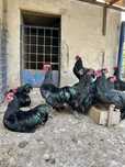 Cocoși Australorp de vânzare – sănătoși, vaccinați, crescuți natural