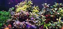 Vand plante cu crestere usoara ,plante easy crescute fara co2