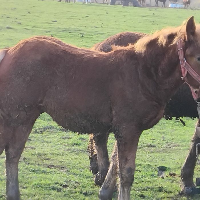 Vand sau schimb pe vaci,vitei sau oi