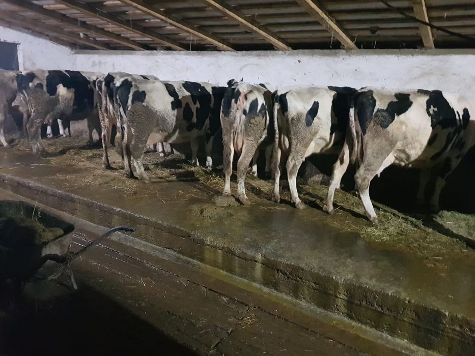 Vând 50vacii rasa Hollstein