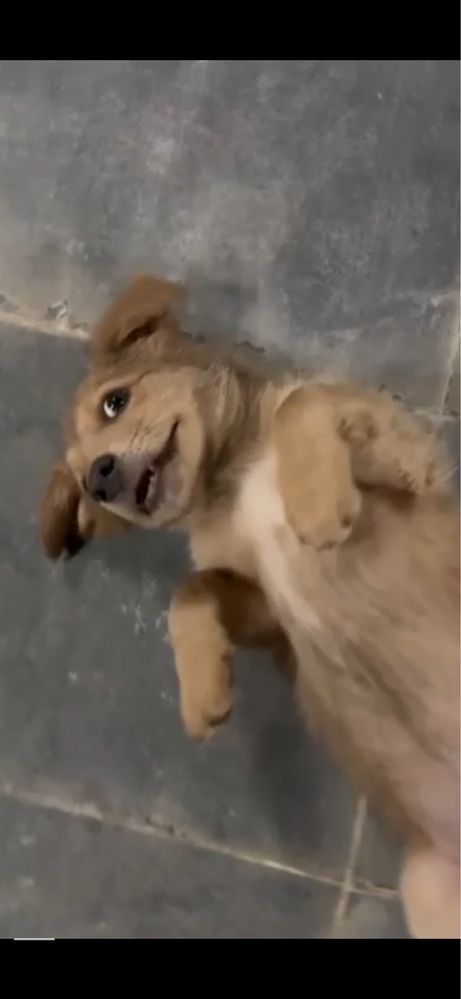 Домашние живитные