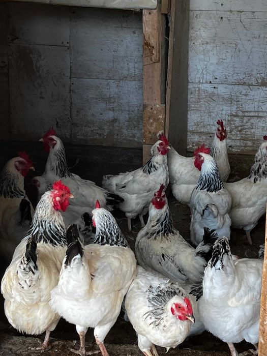 Адлер тауық сатылады